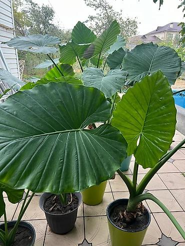 Аллоказия крупнолистная (вероятно Alocasia macrorrhizos не привозные