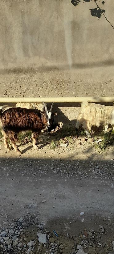 mal inək: Satılır: Qoyun-keçi təsərrüfatı üçün yerli keçilər - Növ: Yerli keçi — 1