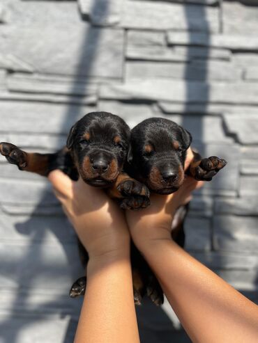 mini doberman: Doberman, 1 ay, Erkek, Ünvandan götürmə, Pulsuz çatdırılma, Rayonlara çatdırılma