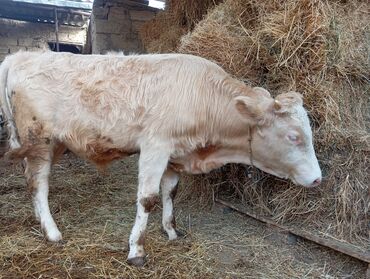 Dana, buzov: Damazlıq ve etlik danalar satılır unvan bine — 7