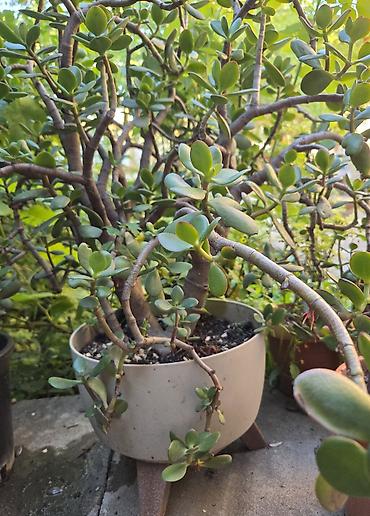 orxideya torpağı: 💵 Pul gülü (Crassula ovata) – iri, budaqlı sukulent 💵 Crassula ovata — 1