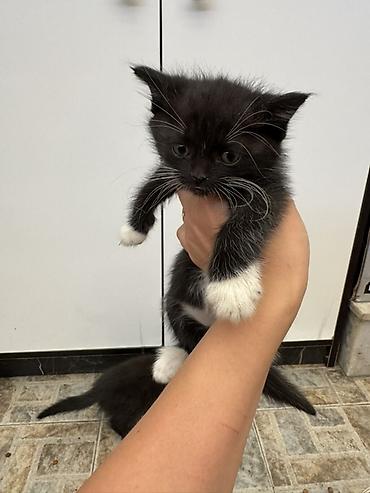 короткошерстные котята: СРОЧНО ОТДАМ КОТЯТ ДАРОМ🥹 Игривые милые котят ищут свои хозяевов❤️ — 3