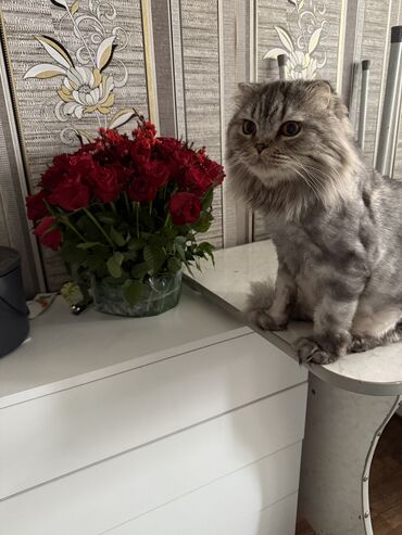 кошка шотландский: Кошка даром: Скотиш Фолд (Шотландская вислоухая), 2 года, Мальчик, Кастрирована, Приучена к лотку, Проглистована