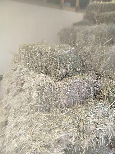 живой корм: В тюках клевер ячмень
свежий в тюках с дома 180 тюков — 2