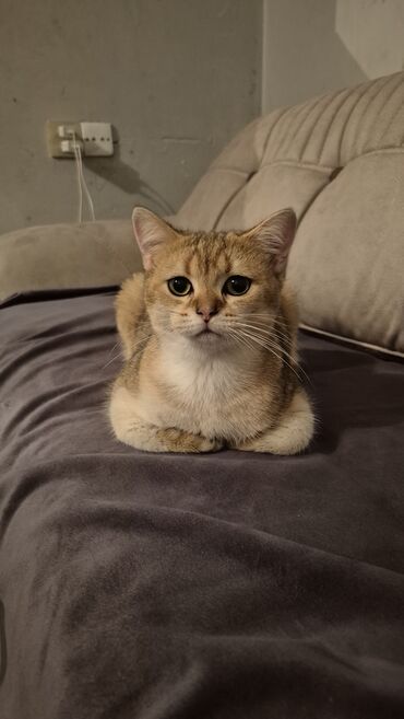 Pişiklər: Qızıl şinşilla, Erkək, Cütləşmə üçün — 7