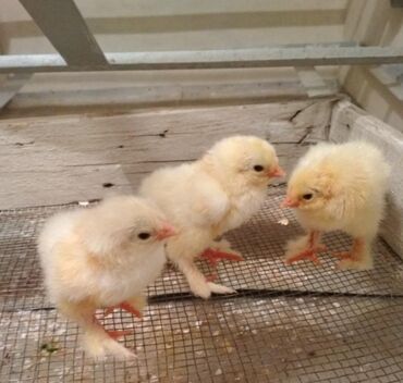 Птицы: Продаются цыплята Брамы .7 штук .вылуп 11 апреля