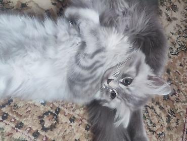 Pişiklər: Britan — 10