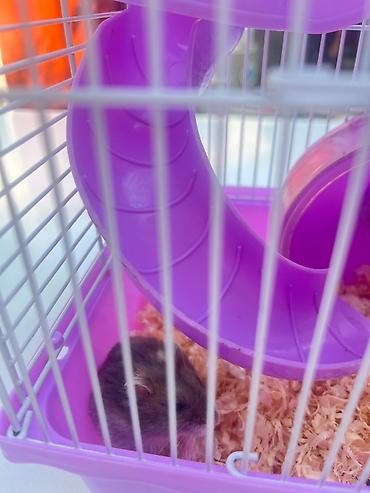 клетки для джунгариков: Cırtdan hamsterlər üçün komplekt qəfəs dəsti - Rəng: bənövşəyi — 2