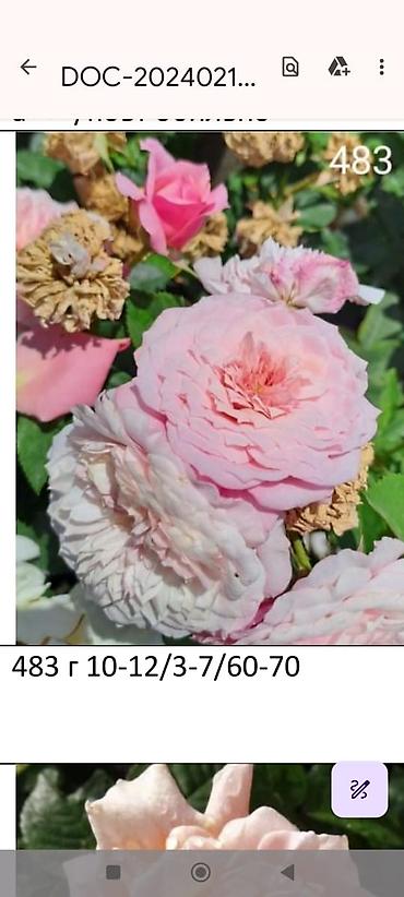 Садовые цветы и кустарники: Корни роз - Крупноцветковая чайно-гибридная роза с — 55