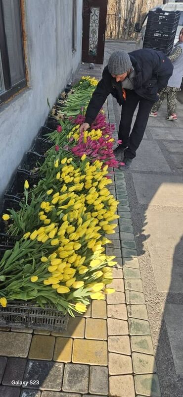 Цветы и букеты: Тюльпаны 🌷 Тюльпаны 🌷 Тюльпаны 🌷 Продаю ТЮЛЬПАНЫ только оптом