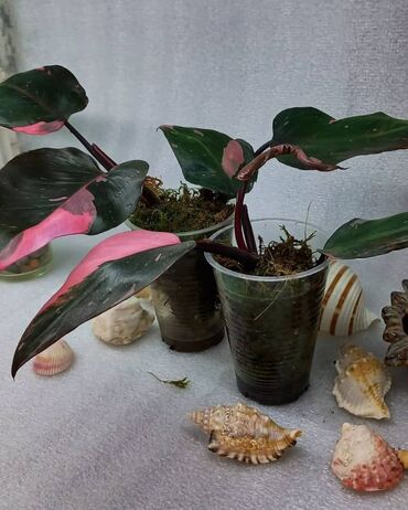 семена комнатных растений бишкек: Продаю домашние растения собственного разведения, из личной коллекции