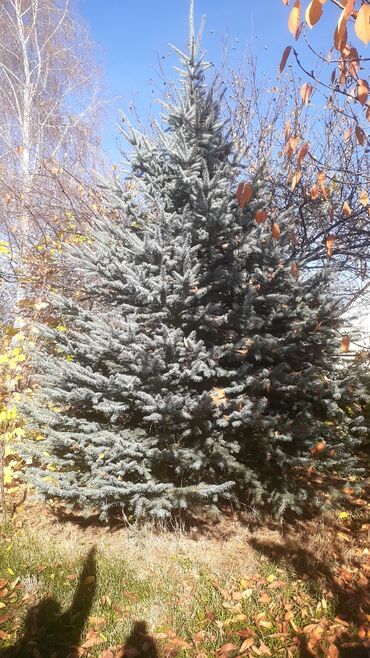 сервант стол: Саженцы деревьев: Ели, Самовывоз