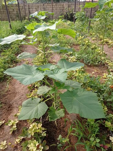 Ağaclar: Pavloniya (Adəm agaclar)satılır .her ölçüdə ağaclar var 5 manatdan 25 -da lalafo.az — 17 Ağaclar: Pavloniya (Adəm agaclar)satılır .her ölçüdə ağaclar var 5 manatdan 25 — 17