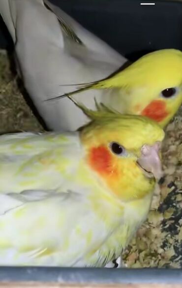 quş yuvası: Məhsul: Nimfa (Cockatiel) tutuquşuları – sarı/lutino rəng çaları
