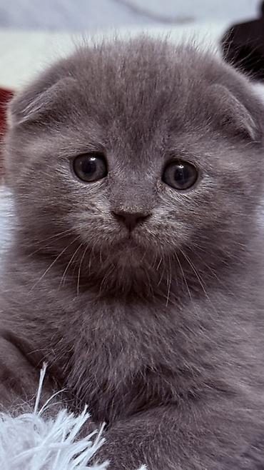 собака беловодск: Шотландский вислоухий котёнок (Scottish Fold),окрас голубой-мальчик — 2