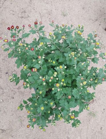 Çöl bitkiləri: 1.50 aznden başlayan qiymətlərlə Xrizantema (Chrysanthemum) bəzək — 3