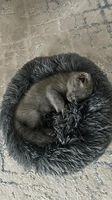 голубая кошка: Шотландский вислоухий котёнок, мальчик, 3 месяца. Красивый серый — 2