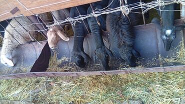 собака доберман сколько стоит: Продаю | Овца (самка) | Для разведения