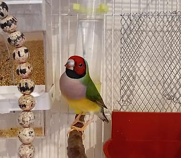 dekorativ quşlar: Məhsul: Gouldian ispinozu (rəngarəng finç) Təsvir: - Nadir və — 3
