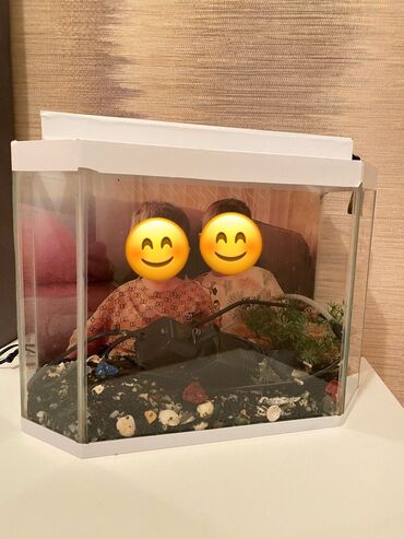 akvarium filter: Dördbucaq akvarium, Balıqlarla birlikdə, 2 l