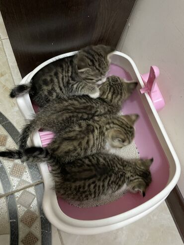 Коты: Котята все девочки, родились 31 марта, мама скоттиш-страйт, папа