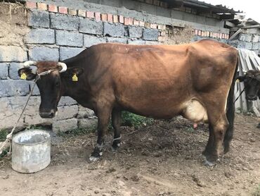 Коровы, быки: 6 туут курсагында бир сааганда 18-19 литр берет тугандан кийин 25