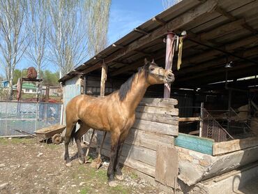 норвежская лесная кошка купить: Продаю | Жеребец | Конный спорт