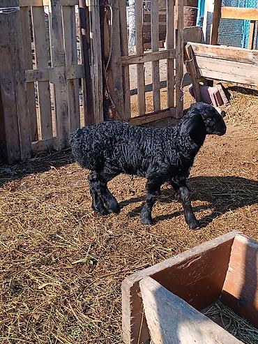 Баран, овца: Продаю | Ягненок | На забой | Племенные — 4