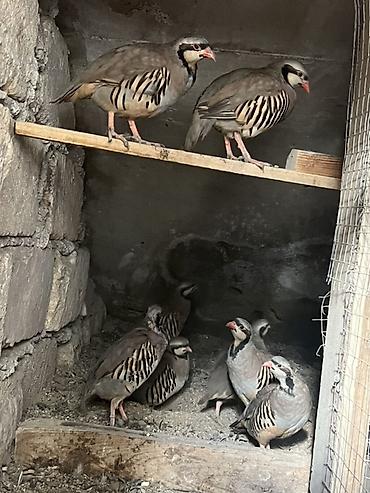 попугайчики купить: Məhsul: Dağ kəklikləri yumurtasi ve cucesi — 2
