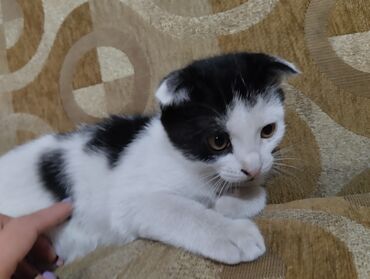 скотишь фолд: Скотиш Фолд (Шотландская вислоухая), 2 месяца, Мальчик, Биколор, Приучена к лотку