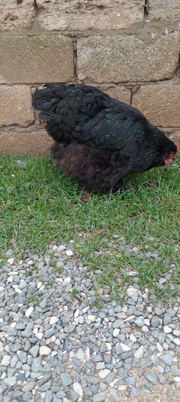 Toyuqlar: Brahma toyuqları – yumurtacı və ətlik iri cins 3 toyug 1 xoruz 280 m — 3