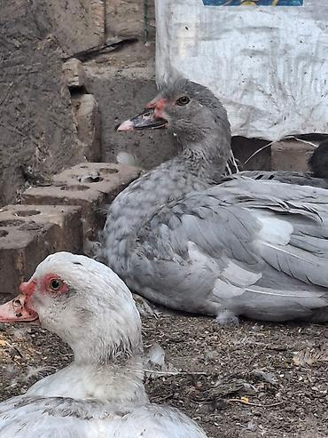 Другие с/х животные: Мускусные утки (индоутки),Тяжёлая Линия. Окрасы Лаванда, Голубой — 6