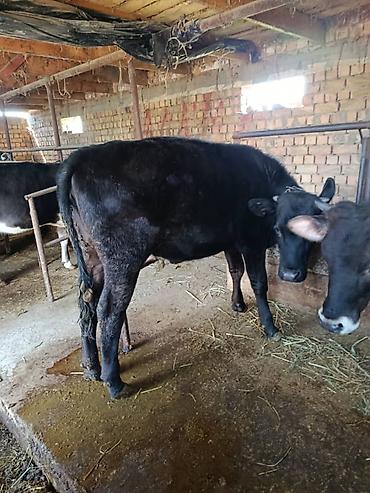 Коровы, быки: Продаю | Бык (самец) | На откорм | Привязанные — 14