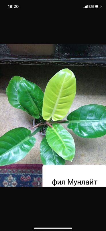 бамбук растение: Срочно продаю фил растение взрослое 800