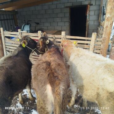 Коровы, быки: Продаю | Тёлка | На откорм | Привязанные — 5