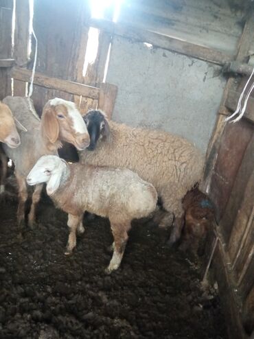 сколько стоит баран в таджикистане: Продаю | Овца (самка) | Эдильбаевская | Для разведения | Матка, Ярка