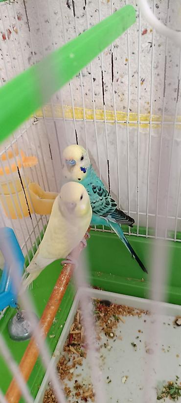 ordək balası və cucə: • Məhsul: Dalmatian və limon rəng çalarlı iki gözəl dalğalı tutuquşu — 1