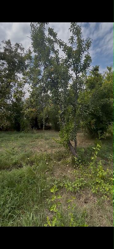 bakida satilir: 12 sot, Biznes üçün, Mülkiyyətçi, Kupça (Çıxarış) — 2