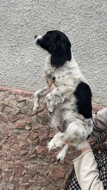 Отдам даром собаку: Собака русский охотничий спаниель, мелкая/средняя, черно-белого окраса — 5