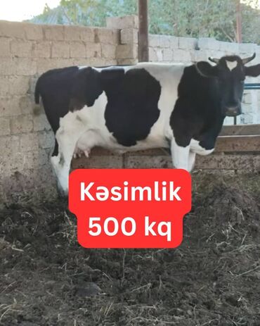 bmw 8 серия 840ci at: Kəsimlik İnək (480-500 kq) - Gündəlik 3-4 litr süd verir Şəkildə