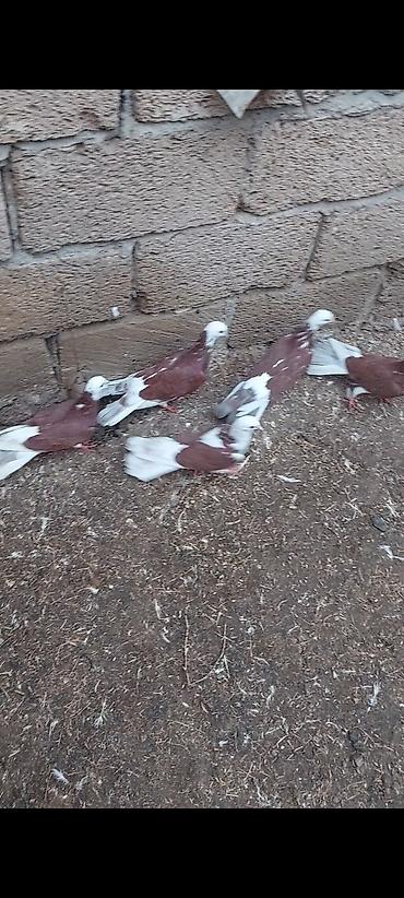 ucuz toyuq satisi: Salam 28 quşdu kom 4 azn tək-tək qiymət başqa olacaq — 3