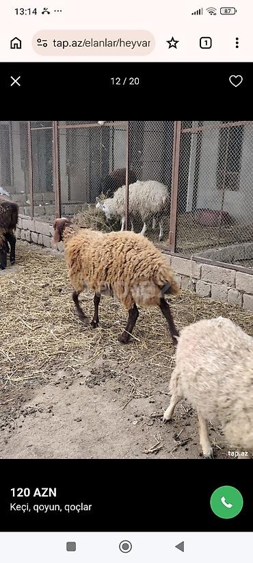 Mal-qara: Salam qoyun yani balali 3 gündür dogub birinci balasidir saglam aktiv — 7