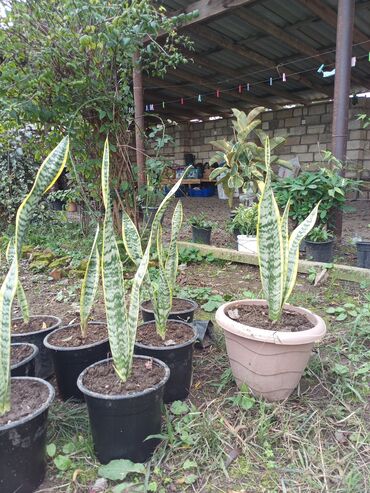 Buket güllər: Sansevieriya (Qayın dili) – qablarda dekorativ otaq bitkisi - Növ