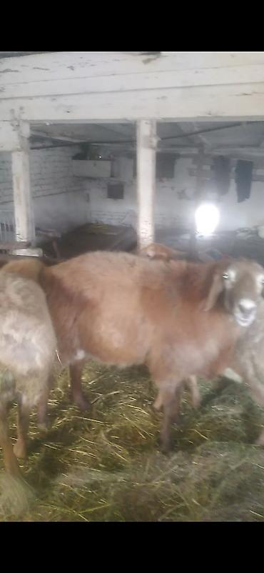Баран, овца: Продаю | Баран (самец) | Полукровка | На забой | Матка — 9