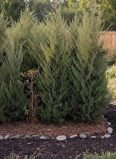 Туя: Туя — 5