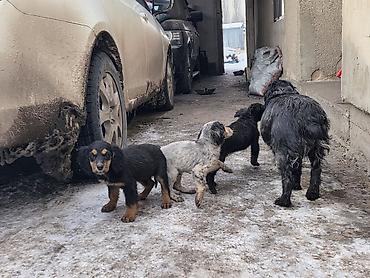 Продажа собак: Щенки спаниеля - Помет от породистой мамы-спаниеля (на фото рядом с — 4