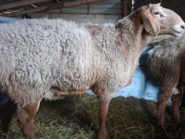 Бараны, овцы: Продаю | Баран (самец) | Арашан | На забой | Матка — 8