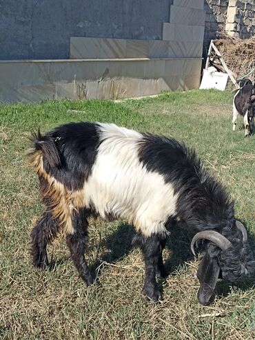 bmw 3 серия 330xd at: Erkək, Hələb, il: 2