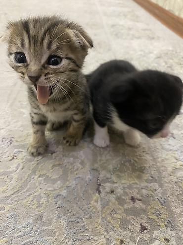 Отдам даром кошку: Отдам в хорошие руки — 3