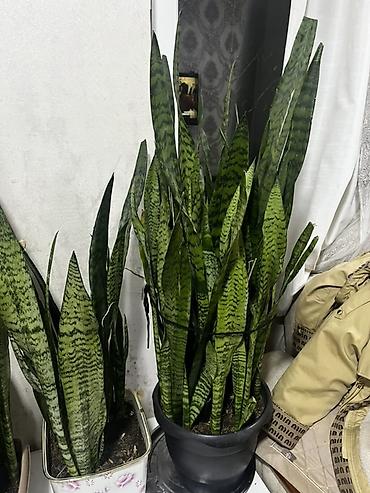 ucuz gul: Sansevieria (Qayın dili) – dekorativ otaq bitkisi - Növ: Sansevieria — 1
